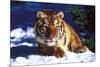 Tiger on Snow with Spruce Trees in Background (Captive Animal)-Lynn M^ Stone-Mounted Photographic Print