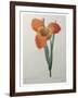 Tiger or Shell Flower-Pierre-Joseph Redoute-Framed Art Print