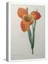 Tiger or Shell Flower-Pierre-Joseph Redoute-Stretched Canvas