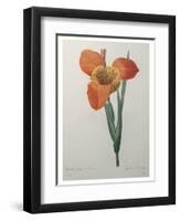 Tiger or Shell Flower-Pierre-Joseph Redoute-Framed Art Print
