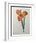 Tiger or Shell Flower-Pierre-Joseph Redoute-Framed Art Print