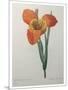 Tiger or Shell Flower-Pierre-Joseph Redoute-Mounted Art Print