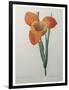 Tiger or Shell Flower-Pierre-Joseph Redoute-Framed Art Print