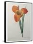 Tiger or Shell Flower-Pierre-Joseph Redoute-Framed Stretched Canvas
