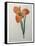 Tiger or Shell Flower-Pierre-Joseph Redoute-Framed Stretched Canvas