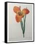 Tiger or Shell Flower-Pierre-Joseph Redoute-Framed Stretched Canvas