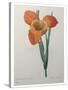 Tiger or Shell Flower-Pierre-Joseph Redoute-Stretched Canvas