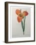 Tiger or Shell Flower-Pierre-Joseph Redoute-Framed Art Print