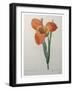 Tiger or Shell Flower-Pierre-Joseph Redoute-Framed Art Print