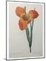 Tiger or Shell Flower-Pierre-Joseph Redoute-Mounted Art Print