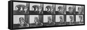 Tiger Pacing, from 'Animal Locomotion', 1887 (B/W Photo)-Eadweard Muybridge-Framed Stretched Canvas
