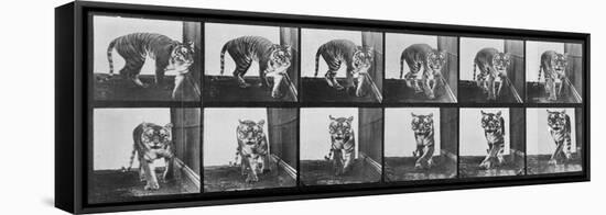 Tiger Pacing, from 'Animal Locomotion', 1887 (B/W Photo)-Eadweard Muybridge-Framed Stretched Canvas