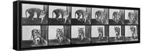 Tiger Pacing, from 'Animal Locomotion', 1887 (B/W Photo)-Eadweard Muybridge-Framed Stretched Canvas