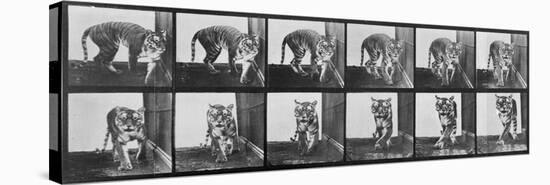 Tiger Pacing, from 'Animal Locomotion', 1887 (B/W Photo)-Eadweard Muybridge-Stretched Canvas