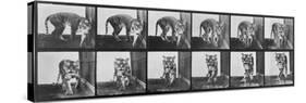 Tiger Pacing, from 'Animal Locomotion', 1887 (B/W Photo)-Eadweard Muybridge-Stretched Canvas