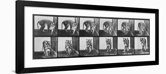 Tiger Pacing, from 'Animal Locomotion', 1887 (B/W Photo)-Eadweard Muybridge-Framed Giclee Print