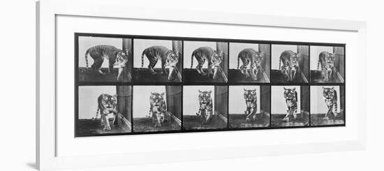 Tiger Pacing, from 'Animal Locomotion', 1887 (B/W Photo)-Eadweard Muybridge-Framed Premium Giclee Print