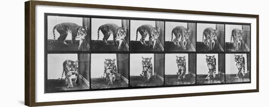 Tiger Pacing, from 'Animal Locomotion', 1887 (B/W Photo)-Eadweard Muybridge-Framed Premium Giclee Print