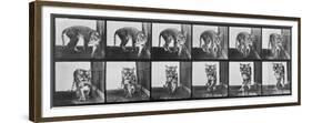 Tiger Pacing, from 'Animal Locomotion', 1887 (B/W Photo)-Eadweard Muybridge-Framed Premium Giclee Print