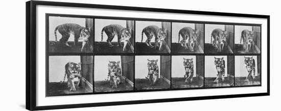 Tiger Pacing, from 'Animal Locomotion', 1887 (B/W Photo)-Eadweard Muybridge-Framed Premium Giclee Print