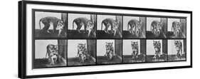 Tiger Pacing, from 'Animal Locomotion', 1887 (B/W Photo)-Eadweard Muybridge-Framed Premium Giclee Print