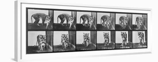 Tiger Pacing, from 'Animal Locomotion', 1887 (B/W Photo)-Eadweard Muybridge-Framed Premium Giclee Print
