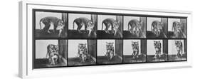 Tiger Pacing, from 'Animal Locomotion', 1887 (B/W Photo)-Eadweard Muybridge-Framed Premium Giclee Print