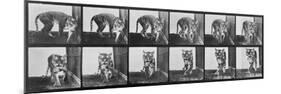 Tiger Pacing, from 'Animal Locomotion', 1887 (B/W Photo)-Eadweard Muybridge-Mounted Premium Giclee Print