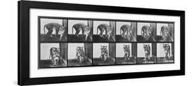 Tiger Pacing, from 'Animal Locomotion', 1887 (B/W Photo)-Eadweard Muybridge-Framed Giclee Print