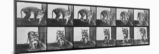 Tiger Pacing, from 'Animal Locomotion', 1887 (B/W Photo)-Eadweard Muybridge-Mounted Giclee Print