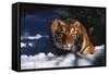 Tiger (Panthera Tigris) Crouching in Snow by Spruce Tree-Lynn M^ Stone-Framed Stretched Canvas