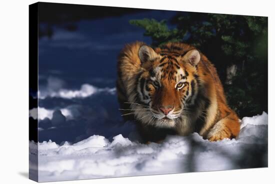 Tiger (Panthera Tigris) Crouching in Snow by Spruce Tree-Lynn M^ Stone-Stretched Canvas