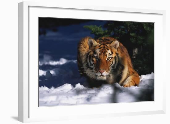 Tiger (Panthera Tigris) Crouching in Snow by Spruce Tree-Lynn M^ Stone-Framed Photographic Print