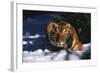 Tiger (Panthera Tigris) Crouching in Snow by Spruce Tree-Lynn M^ Stone-Framed Photographic Print