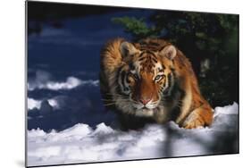 Tiger (Panthera Tigris) Crouching in Snow by Spruce Tree-Lynn M^ Stone-Mounted Photographic Print