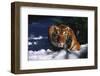 Tiger (Panthera Tigris) Crouching in Snow by Spruce Tree-Lynn M^ Stone-Framed Photographic Print