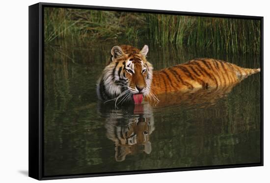 Tiger (Panthera Tigris) Lapping Water While Half-Submerged in Pond (Captive) Endangered Species-Lynn M^ Stone-Framed Stretched Canvas