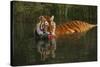 Tiger (Panthera Tigris) Lapping Water While Half-Submerged in Pond (Captive) Endangered Species-Lynn M^ Stone-Stretched Canvas