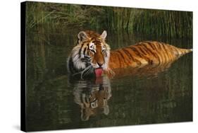 Tiger (Panthera Tigris) Lapping Water While Half-Submerged in Pond (Captive) Endangered Species-Lynn M^ Stone-Stretched Canvas