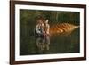 Tiger (Panthera Tigris) Lapping Water While Half-Submerged in Pond (Captive) Endangered Species-Lynn M^ Stone-Framed Photographic Print