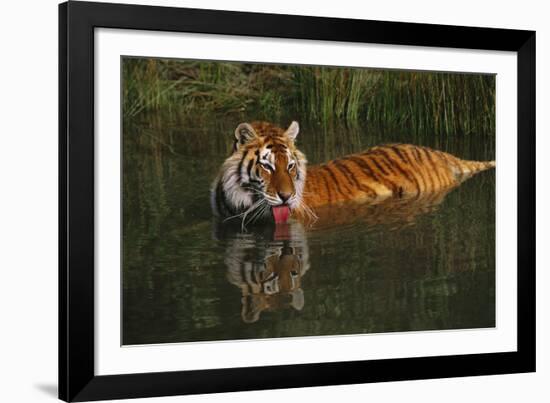 Tiger (Panthera Tigris) Lapping Water While Half-Submerged in Pond (Captive) Endangered Species-Lynn M^ Stone-Framed Photographic Print