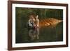 Tiger (Panthera Tigris) Lapping Water While Half-Submerged in Pond (Captive) Endangered Species-Lynn M^ Stone-Framed Photographic Print