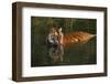 Tiger (Panthera Tigris) Lapping Water While Half-Submerged in Pond (Captive) Endangered Species-Lynn M^ Stone-Framed Photographic Print