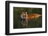 Tiger (Panthera Tigris) Lapping Water While Half-Submerged in Pond (Captive) Endangered Species-Lynn M^ Stone-Framed Photographic Print