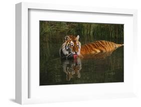 Tiger (Panthera Tigris) Lapping Water While Half-Submerged in Pond (Captive) Endangered Species-Lynn M^ Stone-Framed Photographic Print