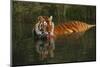 Tiger (Panthera Tigris) Lapping Water While Half-Submerged in Pond (Captive) Endangered Species-Lynn M^ Stone-Mounted Photographic Print