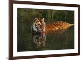 Tiger (Panthera Tigris) Lapping Water While Half-Submerged in Pond (Captive) Endangered Species-Lynn M^ Stone-Framed Photographic Print