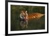 Tiger (Panthera Tigris) Lapping Water While Half-Submerged in Pond (Captive) Endangered Species-Lynn M^ Stone-Framed Photographic Print