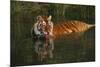 Tiger (Panthera Tigris) Lapping Water While Half-Submerged in Pond (Captive) Endangered Species-Lynn M^ Stone-Mounted Photographic Print