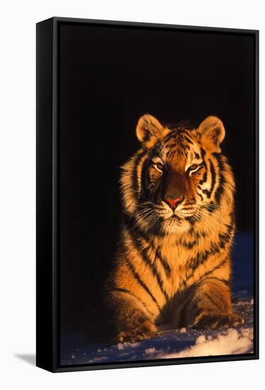 Tiger (Panthera Tigris) Reclining in Snow at Sunset, Captive, Range- Asia Enangered Species-Lynn M^ Stone-Framed Stretched Canvas